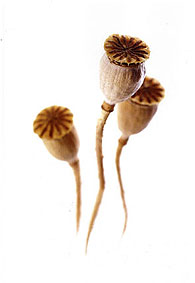 plasma - parfum pour femme