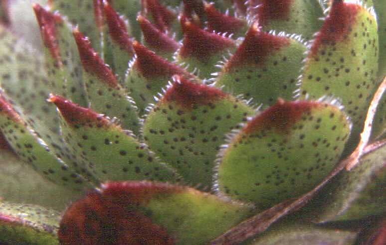 Spores