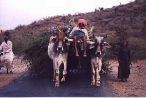 Udaipur - Ranthambore: dr�avna cesta ni ovira za vprego