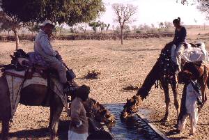 Manvar: potovanje s kamelami