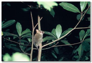 Najmanj�a opica na svetu tarsius specter