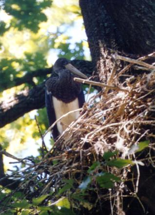 Ciconia_nigra_juv.JPG (32158 bytes)