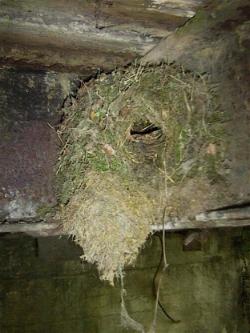 Cinclus_gnezdo.JPG (17591 bytes)