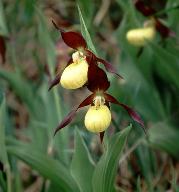 Cipripedium_1.JPG (17569 bytes)