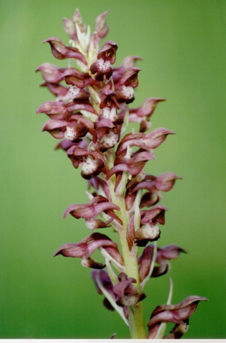 Orchis_coriophora1.JPG (58134 bytes)