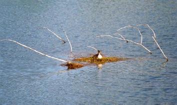 Podiceps_cristatus_gnezdo.JPG (16082 bytes)