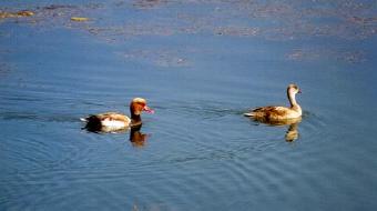 Tatarka_par.JPG (8796 bytes)