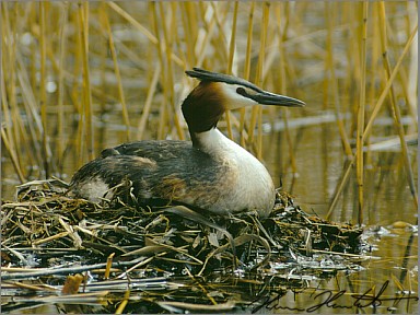 copasti_ponirek.jpg (50228 bytes)