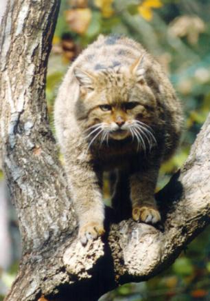 divja_macka1.JPG (28785 bytes)