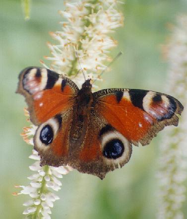 dnevni_pavlincek.JPG (24213 bytes)