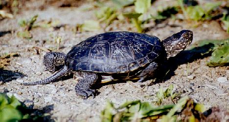 jakec.JPG (34712 bytes)