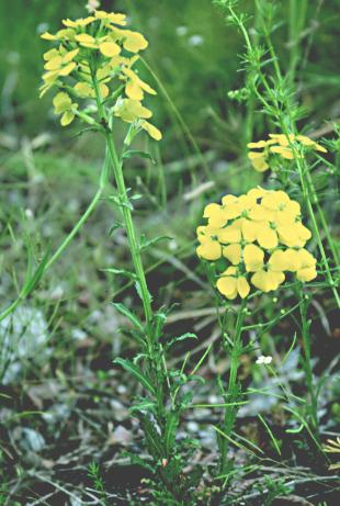 kranjski_sebenik.JPG (34137 bytes)