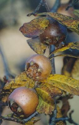 nesplja.JPG (18501 bytes)