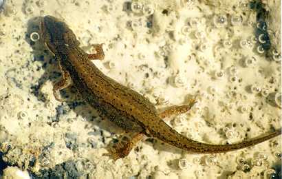 pupek_mali_samica_1.jpg (20614 bytes)