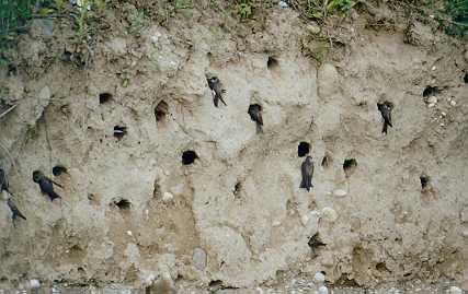 riparia.jpg (20545 bytes)