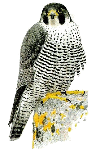 selec_risba.gif (72186 bytes)