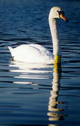 swan_AP73_1.JPG (16152 bytes)