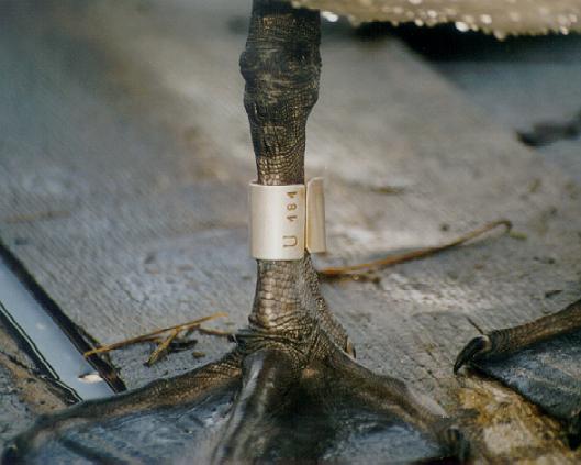 swan_U181_1.JPG (32582 bytes)