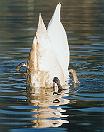 swan_potapljanje.JPG (4663 bytes)