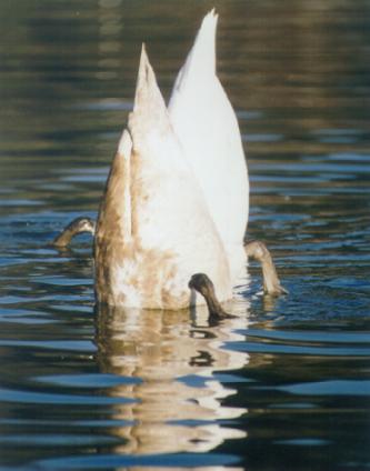 swan_potapljanje1.JPG (19596 bytes)