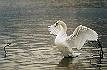 swan_wings.JPG (3072 bytes)