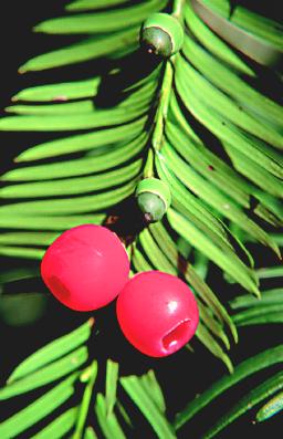 tisa.JPG (24414 bytes)