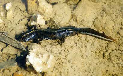 veliki_pupek_1.jpg (19239 bytes)