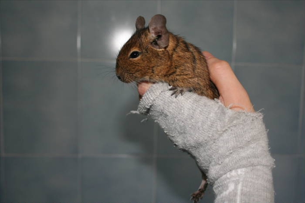 degu_link