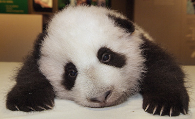 panda_13