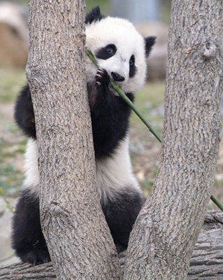 panda_19