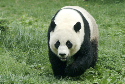 panda_3