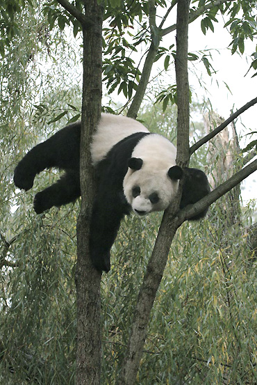 panda_4