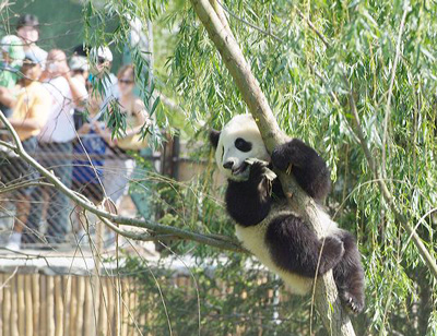 panda_6