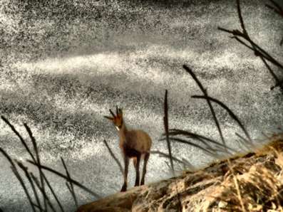 Gams na Rdej�mu robu