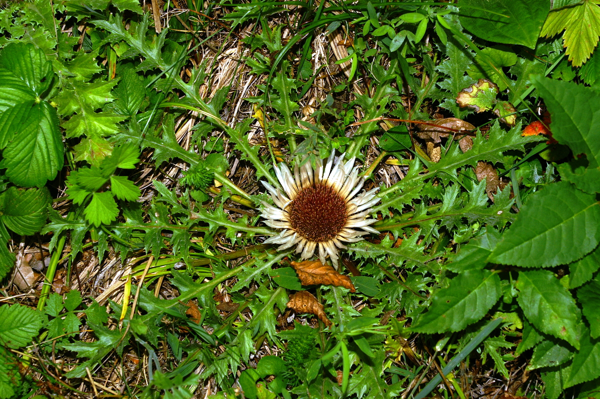 Primerki vrste brezstebelna kompava (Carlina acaulis)