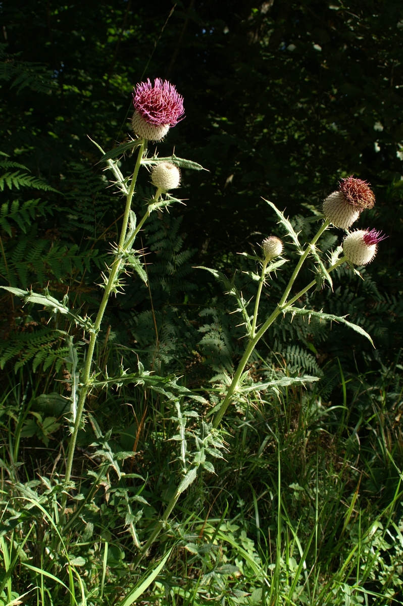 Primerki vrste volnatoglavi osat (Cirsium eriophorum)