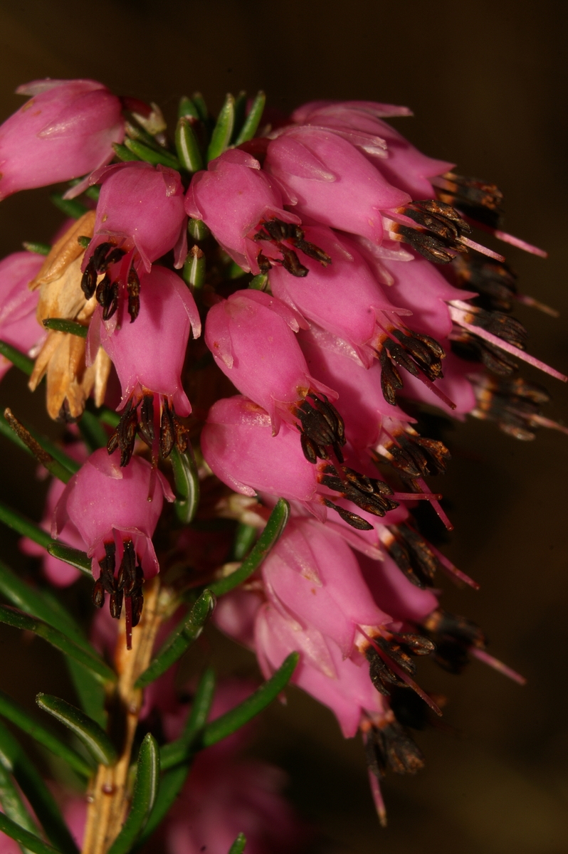 Primerki vrste spomladanska resa (Erica carnea)
