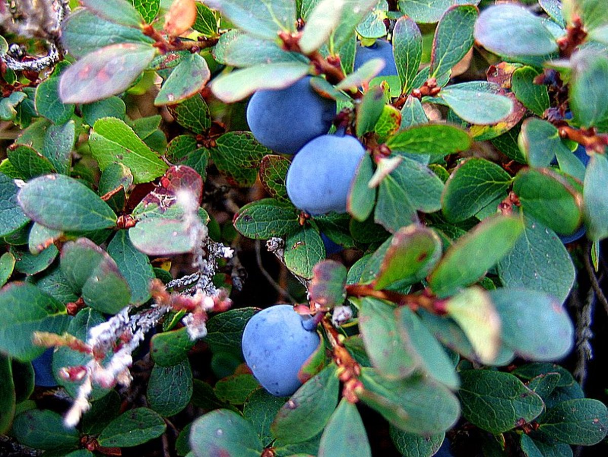 Opiniones de vaccinium gaultherioides