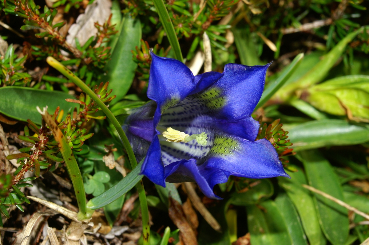 Primerki vrste clusijev svišč (Gentiana clusii)
