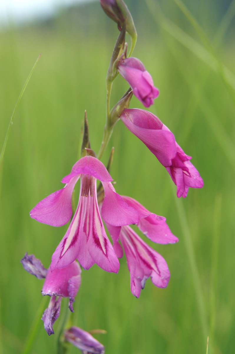 Primerki vrste močvirski meček (Gladiolus palustris)
