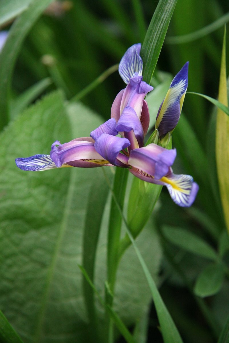 Primerki vrste travnatolistna perunika (Iris graminea)