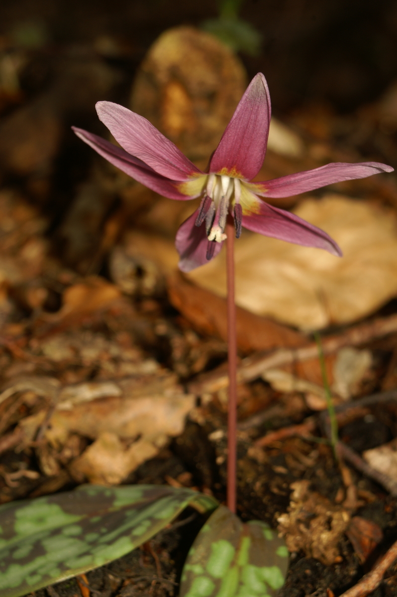 Primerki vrste pasji zob (Erythronium denscanis)