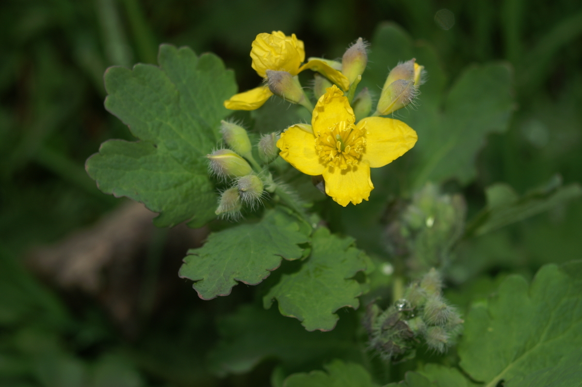 Primerki vrste krvavi mlečnik (Chelidonium majus)