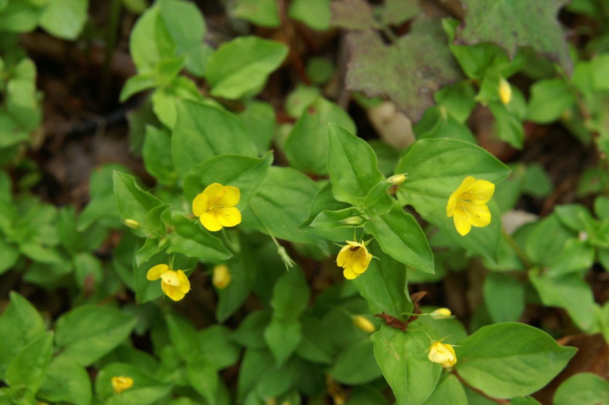 Primerki vrste podlesna pijavčnica (Lysimachia nemorum)