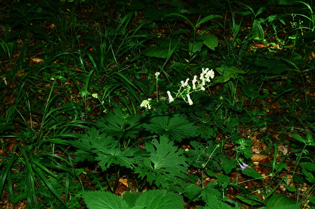 Primerki vrste ozkočeladasta preobjeda (Aconitum lycoctonum ssp