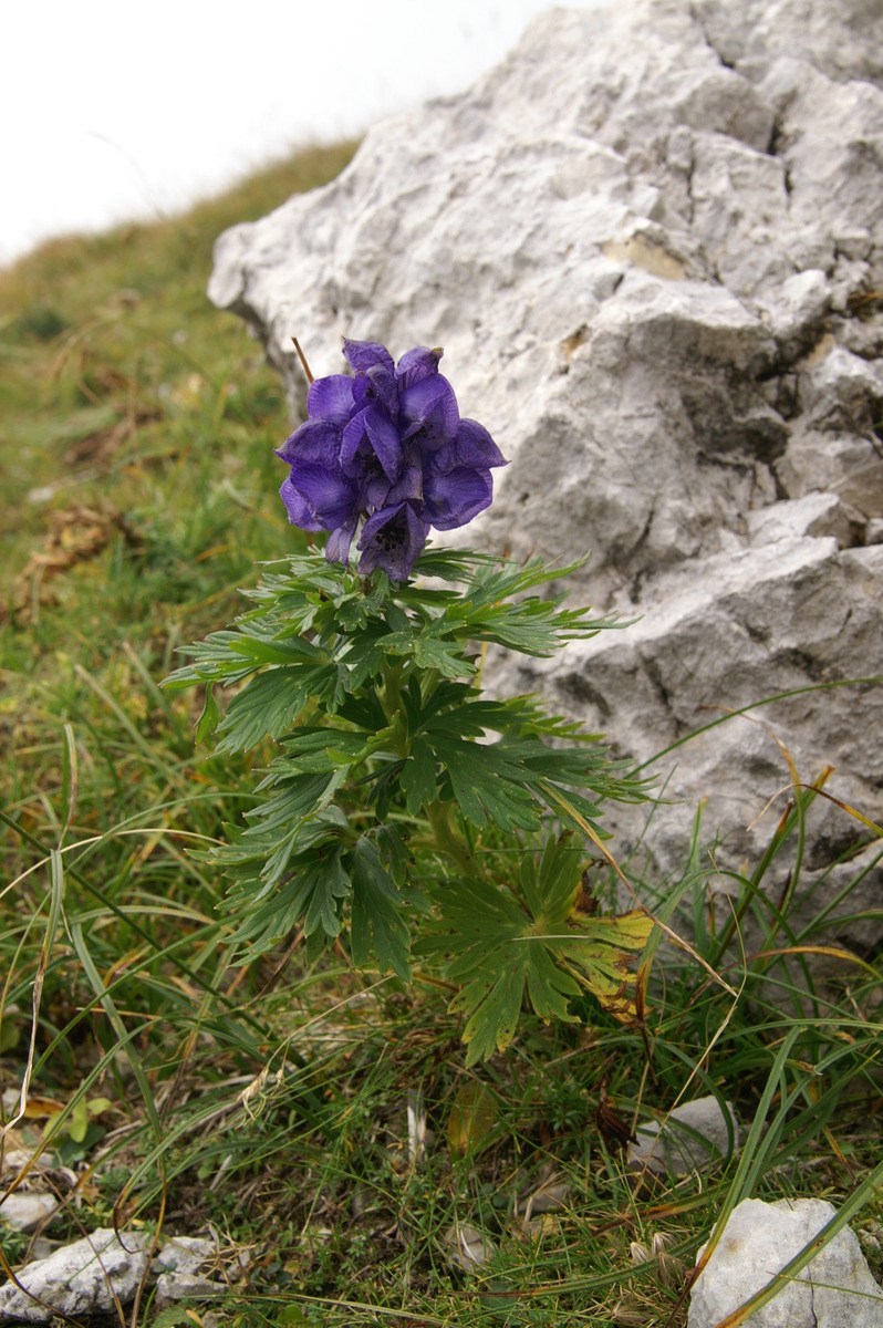 Primerki vrste repičasta preobjeda (Aconitum napellus)