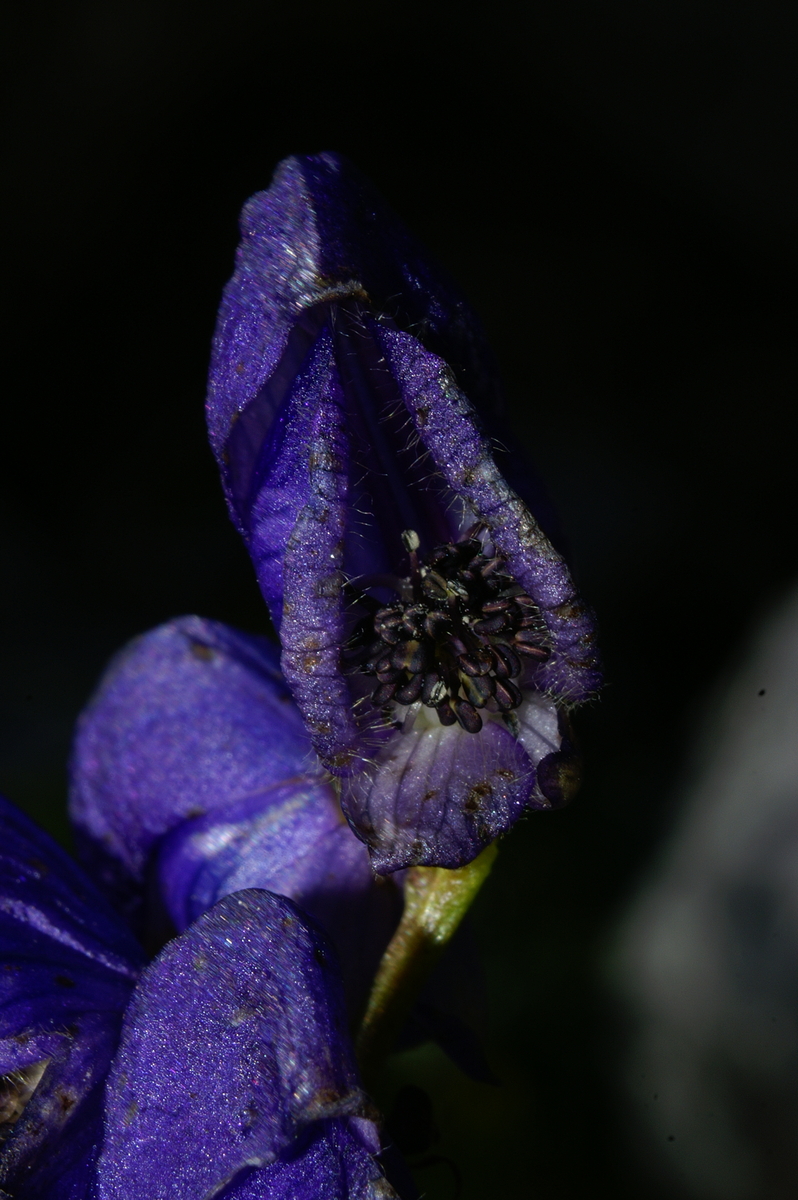 Primerki vrste repičasta preobjeda (Aconitum napellus)