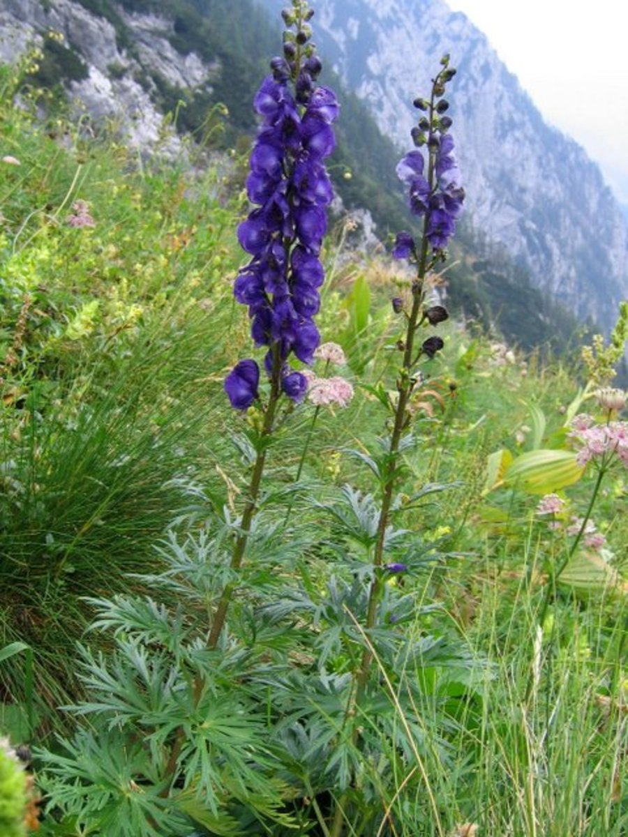 aconitum_tauricum_PID989-1.jpg