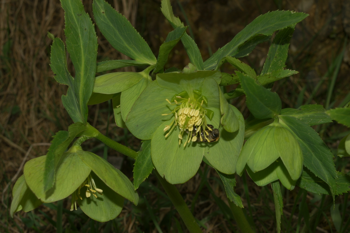 Primerki vrste blagodišeči teloh (Helleborus odorus)
