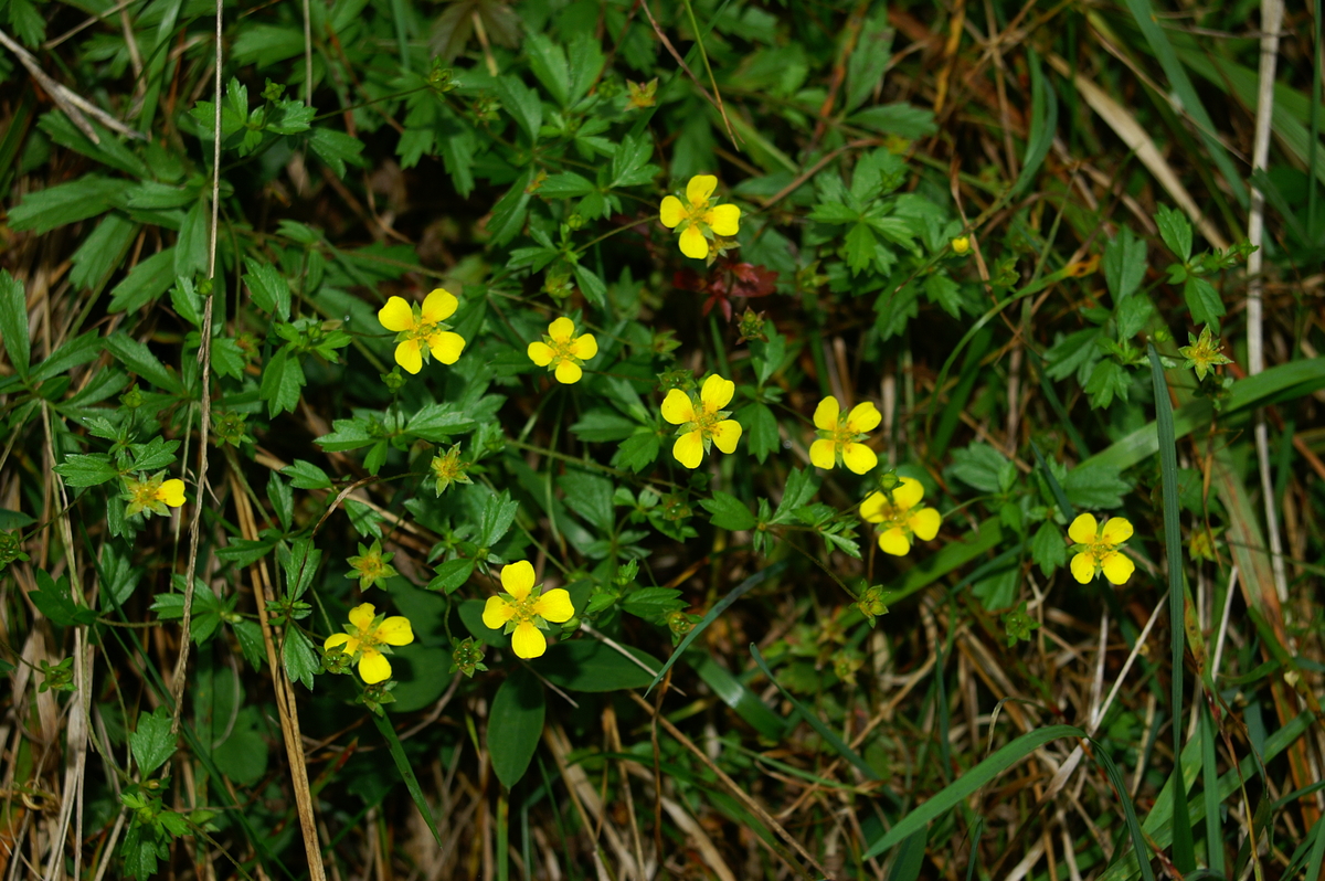 Primerki vrste srčna moč (Potentilla erecta)